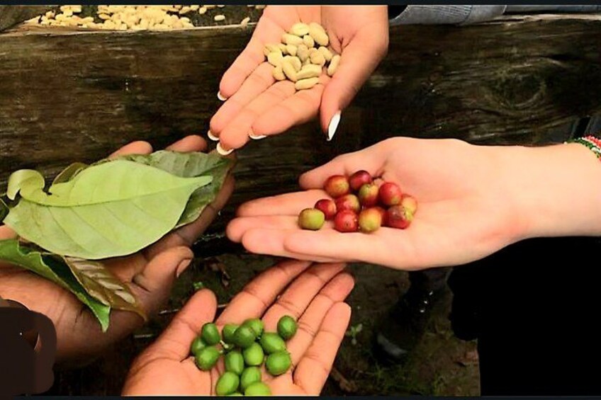 Hands holding green and red beans, with a leaf in one hand. 1