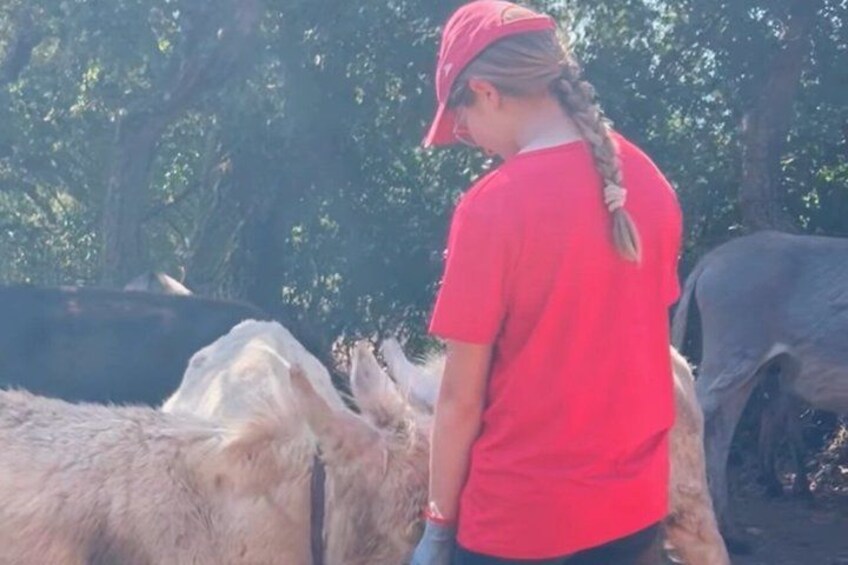 A person in a red shirt and cap near a group of cows. 3