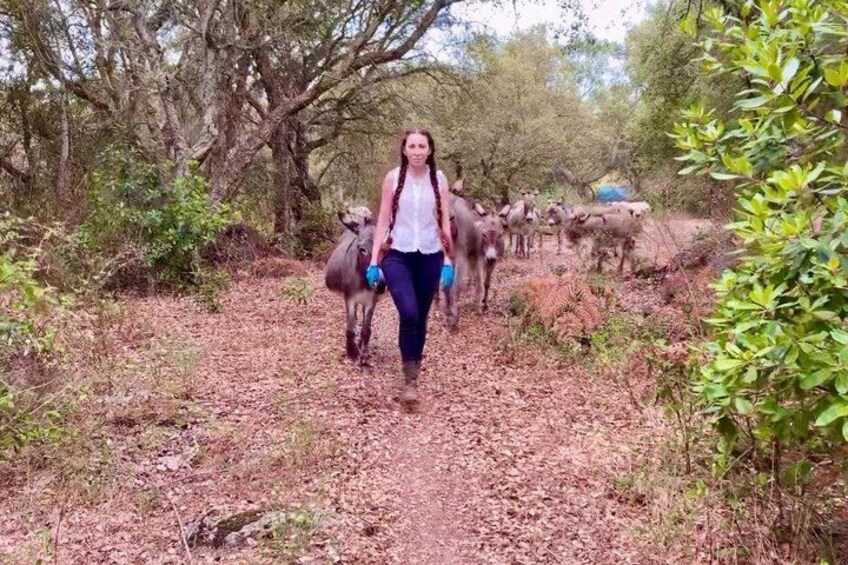A person walking a dog on a forest path with trees and bushes. 1