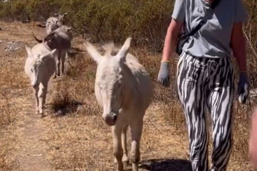 A person walking a donkey on a dirt path with dry grass and shrubs in the background. 2