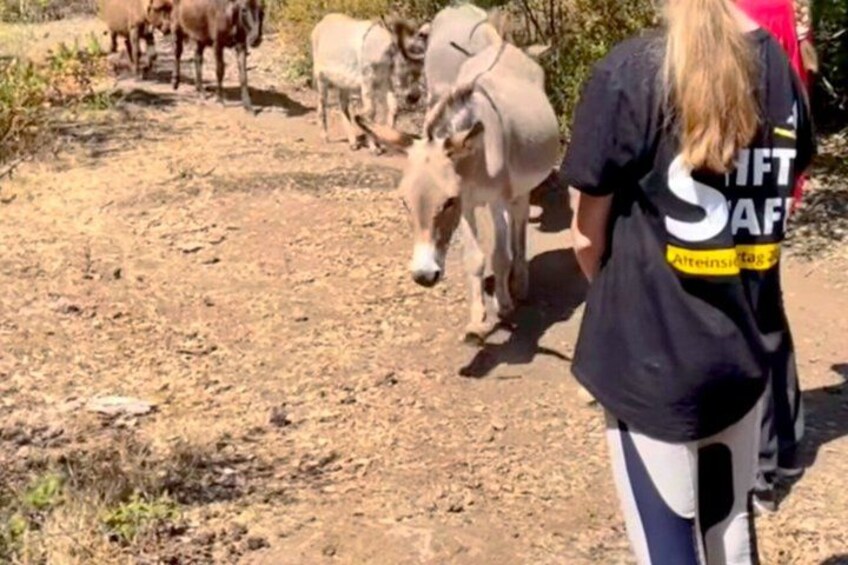 A person walking a donkey on a dirt path with other donkeys in the background. 4