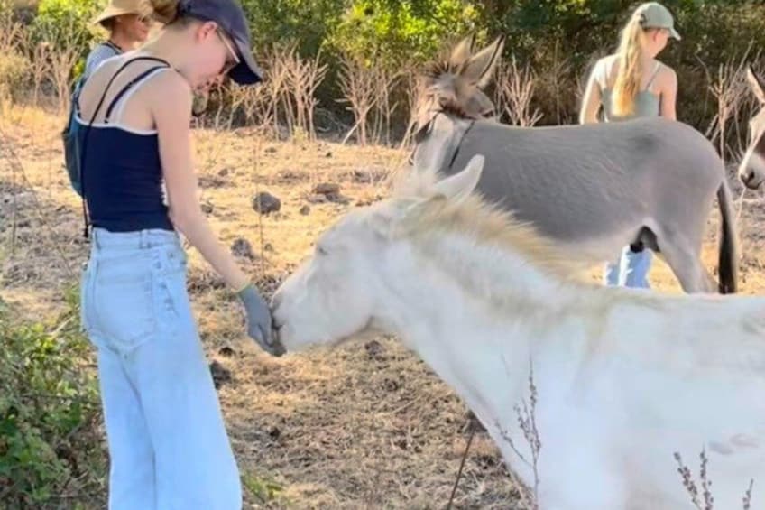 A person interacting with a donkey in a natural setting with sparse vegetation and another donkey in the background. 5