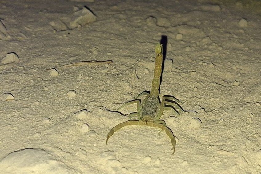 A scorpion on a sandy surface. 4