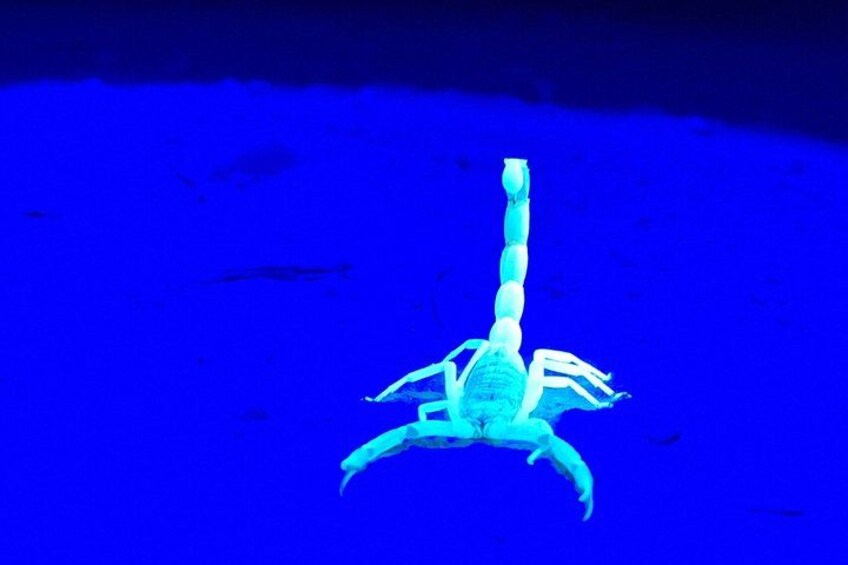 A scorpion in a blue-lit enclosure. 3