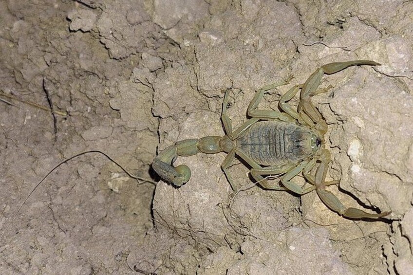 A scorpion on a dry, cracked ground surface. 5