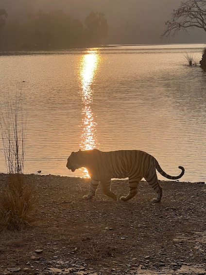 Picture 5 for Activity Ranthambore National Park: Safari Ticket with Pickup Option 3