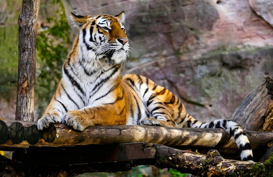 Picture 9 for Activity Ranthambore National Park: Safari Ticket with Pickup Option 5