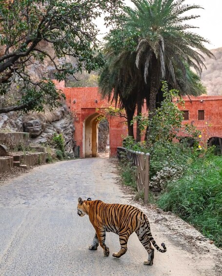Picture 34 for Activity Ranthambore National Park: Safari Ticket with Pickup Option 2