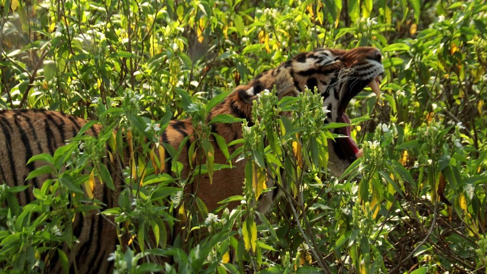 Picture 7 for Activity Ranthambore National Park: Safari Ticket with Pickup Option 4