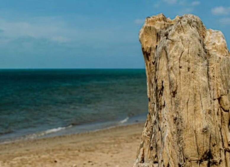 A weathered tree trunk on a beach with the ocean in the background. 3