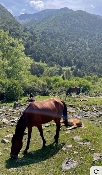A horse grazing in a grassy field with mountains in the background. 2