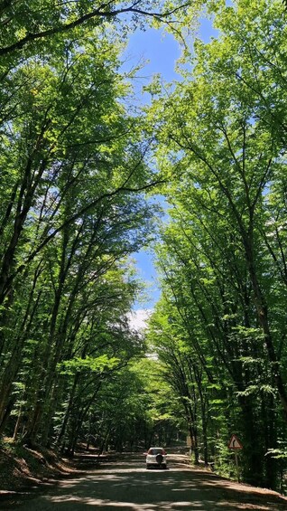 A forest road with a car driving down it, surrounded by tall trees and greenery. 3