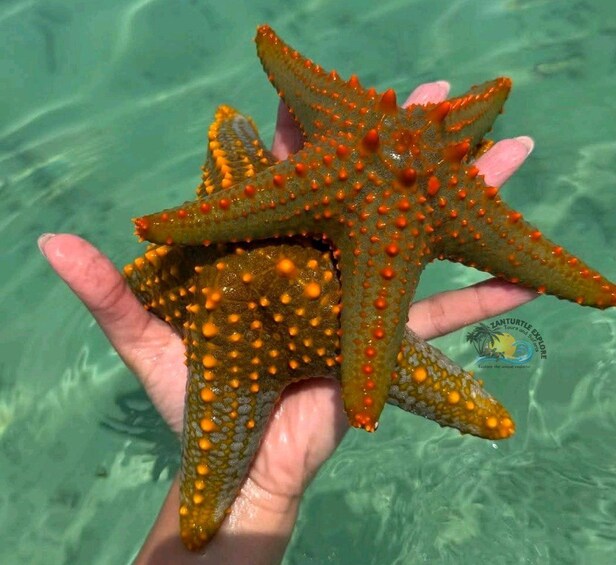 Una persona sosteniendo una estrella de mar con manchas anaranjadas, logotipo de palmera y fondo de agua cristalina. 2