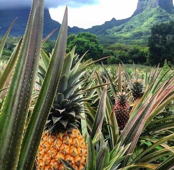 A pineapple plant with a mountain in the background. 3