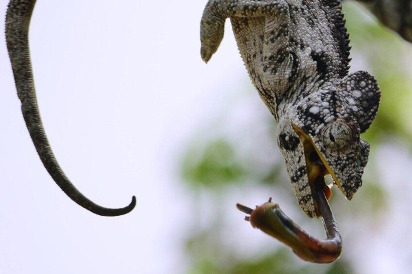 A chameleon with a long tail gripping a small insect. 4