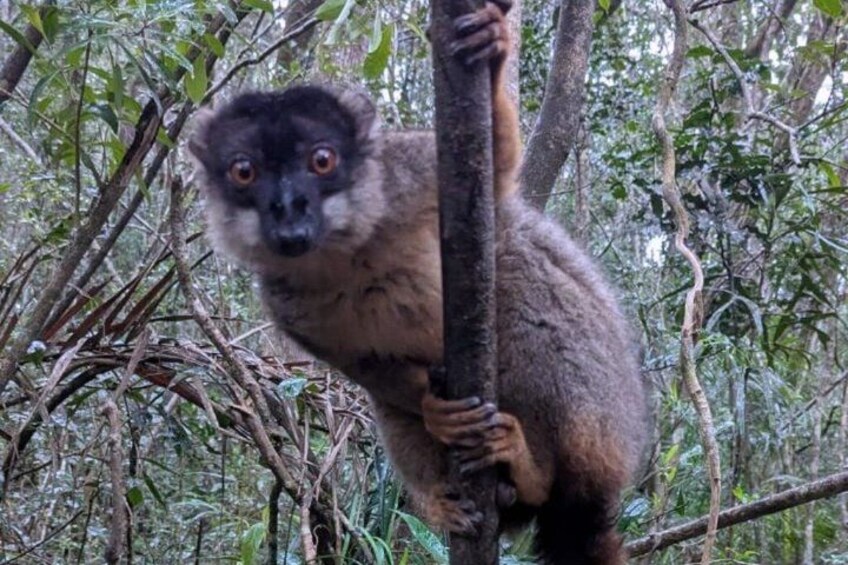 A lemur clinging to a tree branch in a dense forest. 3
