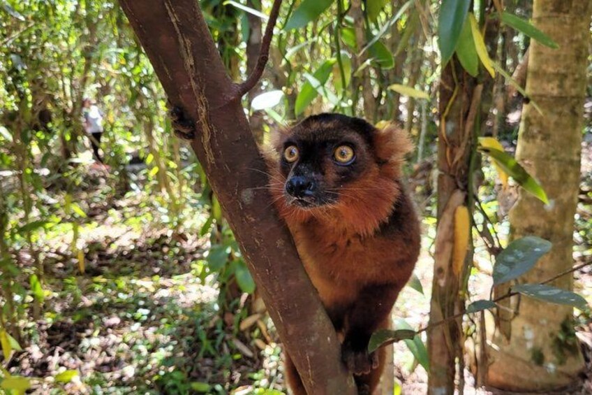 A lemur in a forested area with dense foliage and trees. 5