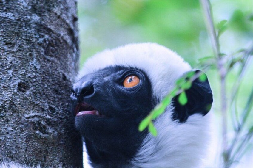 A lemur with black and white fur, orange eyes, and a tree in the background. 1