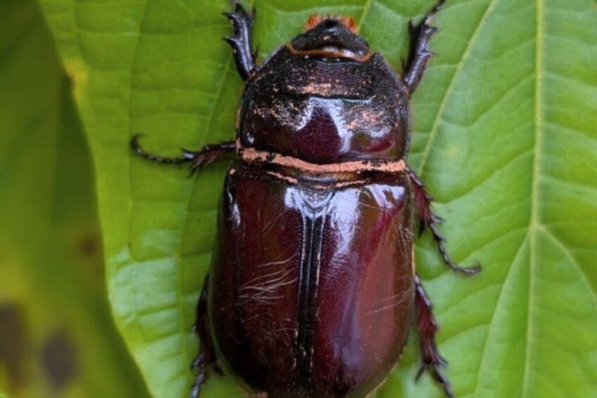 A beetle on a green leaf. 2