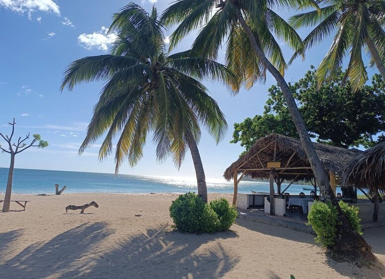 A beach with palm trees, a thatched-roof structure, and a clear blue sky. 3