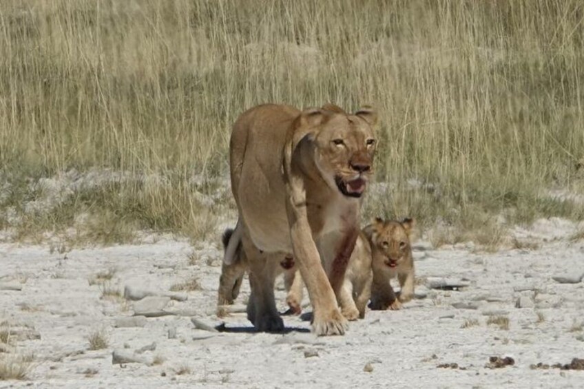 A lioness walking with her cubs on a sandy terrain with sparse grass in the background. 4