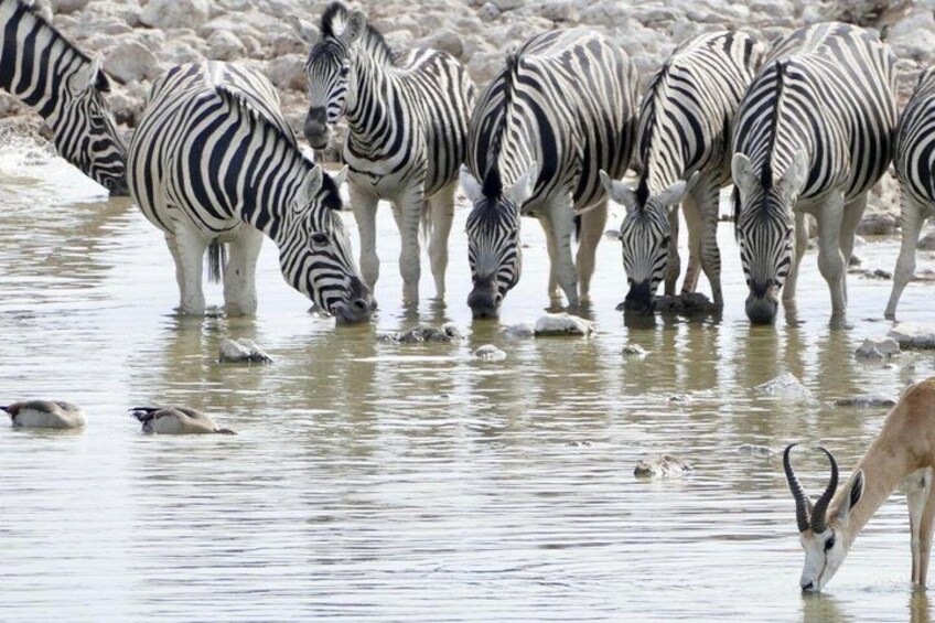 Zebras drinking water at a riverbank with a gazelle in the foreground. 3