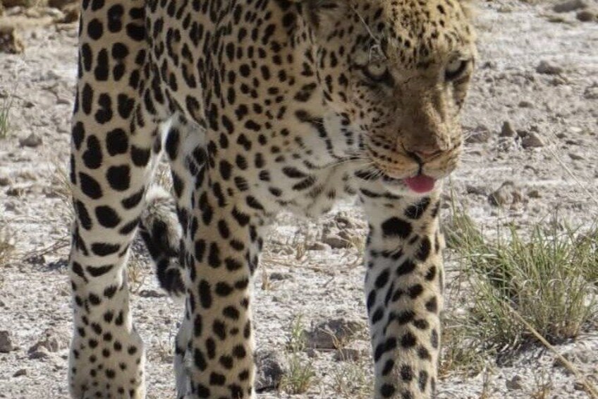A leopard with distinctive spotted fur walking on a dry, rocky terrain. 2