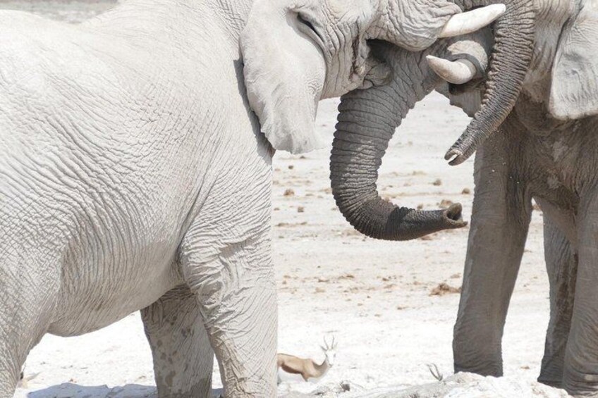 Two elephants in a snowy environment. 1
