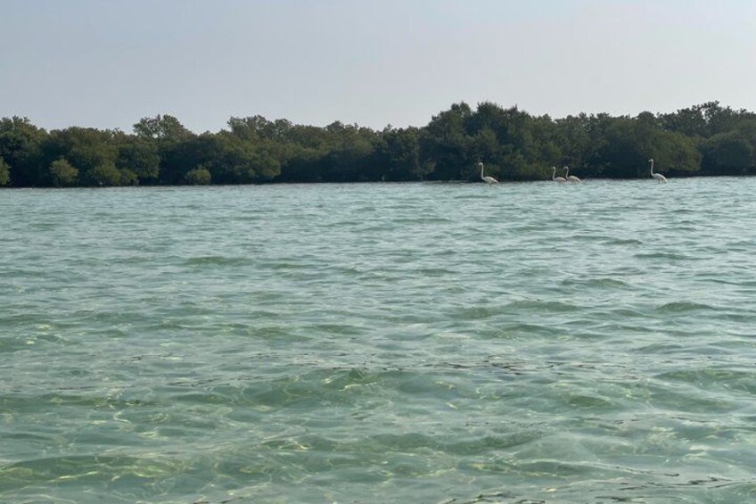 A calm body of water with swans swimming. 5