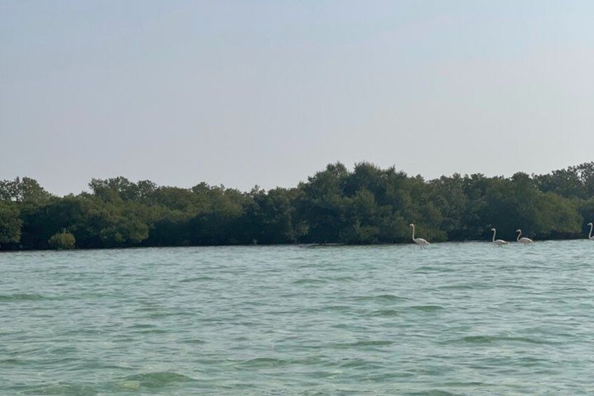 Calm water, a distant shoreline with dense trees, and several white birds. 2
