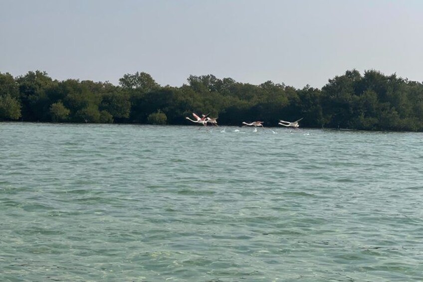 A body of water with birds flying over it and a forested shoreline in the background. 4