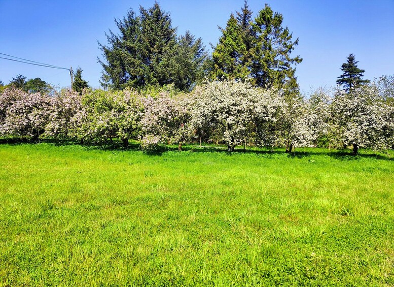 En græsplæne med blomstrende træer og høje, stedsegrønne træer i baggrunden. 1