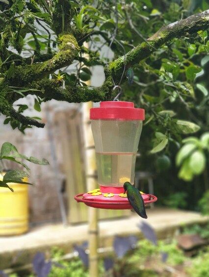 A bird feeder with a red lid and yellow flowers, hanging from a moss-covered branch in a garden. 5