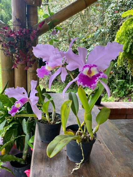 Potted orchids with purple and white flowers on a wooden table. 1
