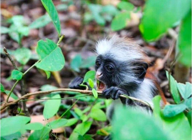 A monkey amidst green foliage. 4