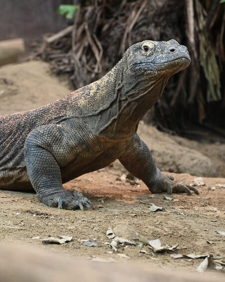 Picture 7 for Activity Premium Komodo Day Cruise with Tour Guide &Mirrorless, Gopro 4