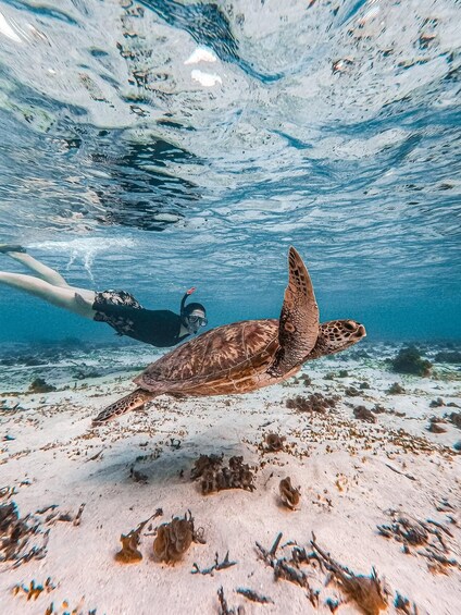 Picture 8 for Activity Premium Komodo Day Cruise with Tour Guide &Mirrorless, Gopro 2