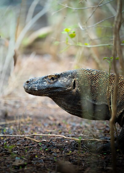 Picture 9 for Activity Premium Komodo Day Cruise with Tour Guide &Mirrorless, Gopro 5