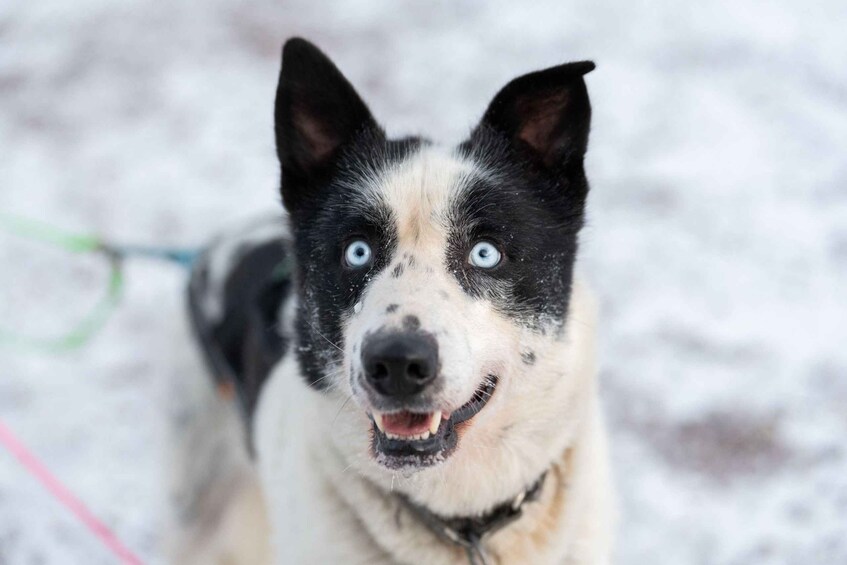 A close-up of a dog with a black and white coat, blue eyes, and a leash. 3