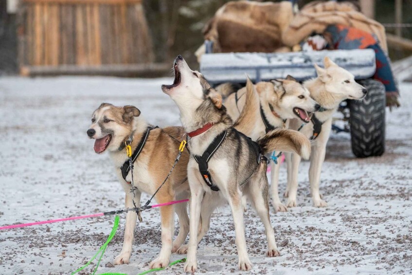 Husky sled dogs harnessed and pulling a sled in a snowy environment. 4