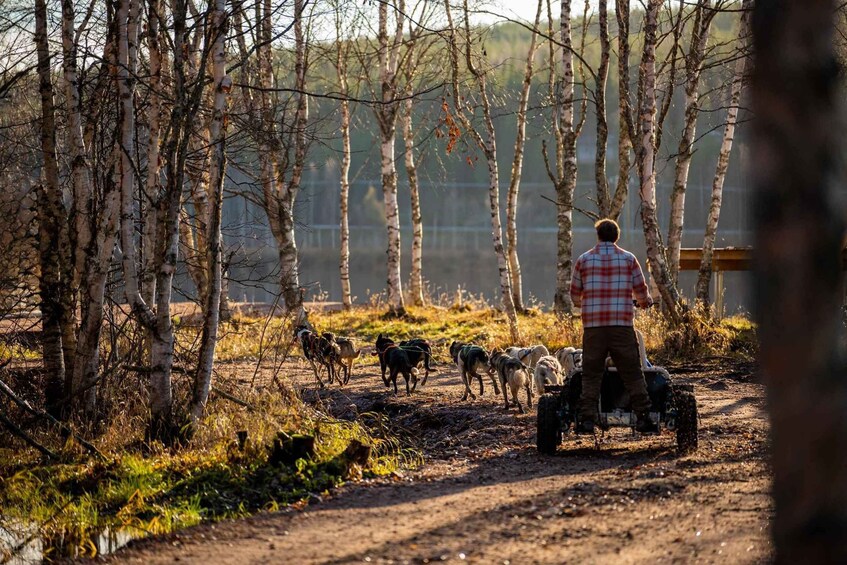 A person leading a group of dogs on a dirt path through a forest. 1