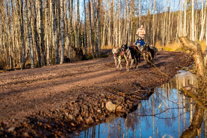 A person riding a horse with two dogs on a muddy trail in a forest. 2