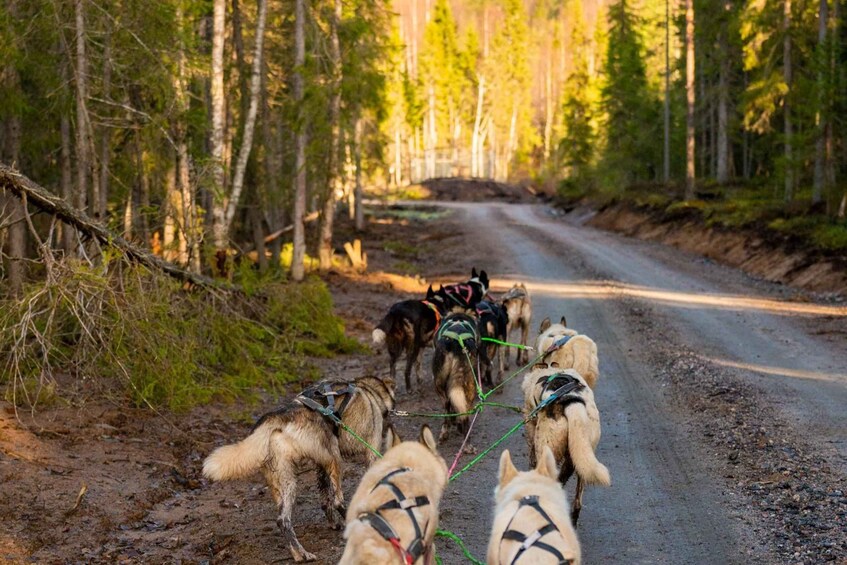 Un attelage de chiens de traîneau tirant une luge sur une route forestière. 5