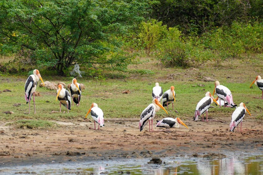 A group of storks standing on a muddy bank near a body of water, with green foliage in the background. 2
