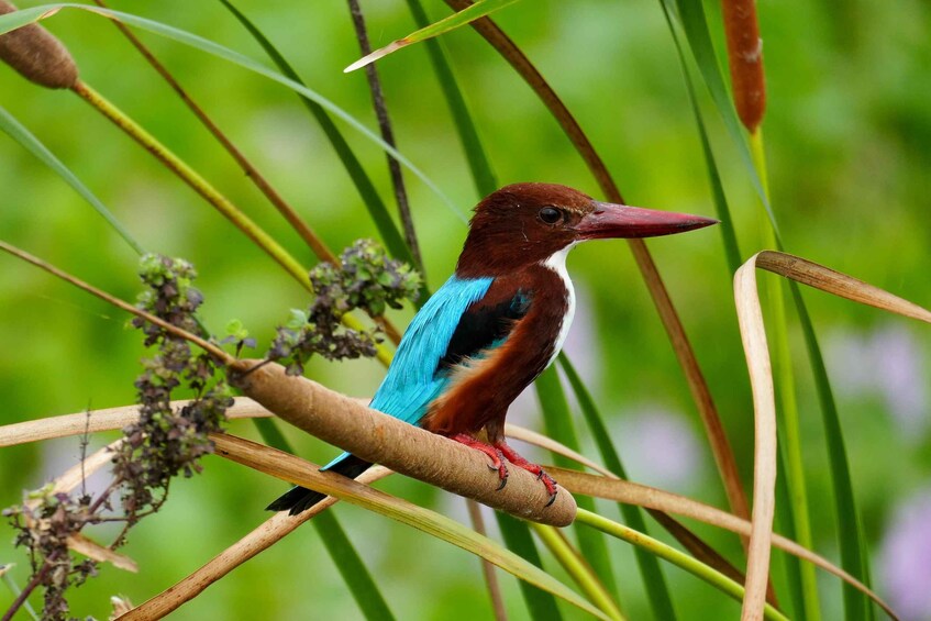 A bird perched on a branch surrounded by green foliage. 5