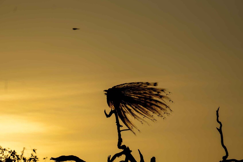 A silhouette of a giraffe with a long neck and head, standing in a field with sparse vegetation, against a sunset sky. 1