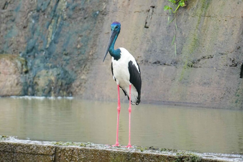 A bird with a long beak standing by a body of water. 3
