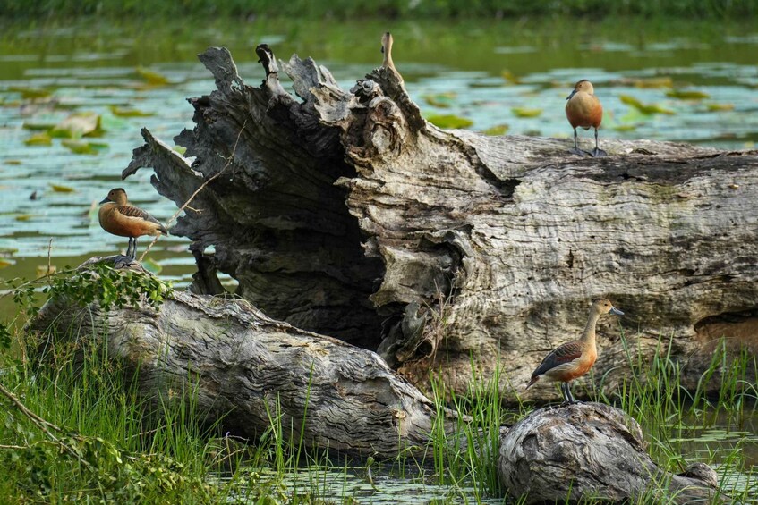 A large fallen tree trunk in a wetland area with water lilies and three birds perched on it. 4