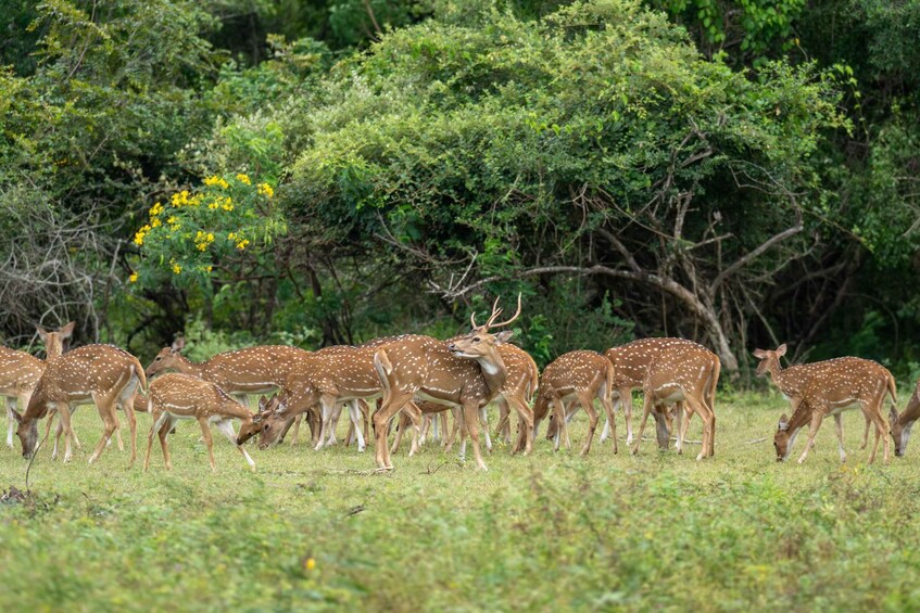 Picture 7 for Activity Bundala National Park Bird Watching Tour with Driver/Guide 5