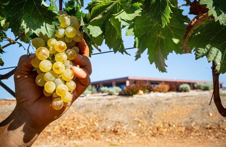 A hand holding a bunch of yellow grapes with a vineyard and a building in the background. 5